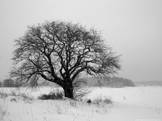 Black and white photograph of a lone tree in winter.